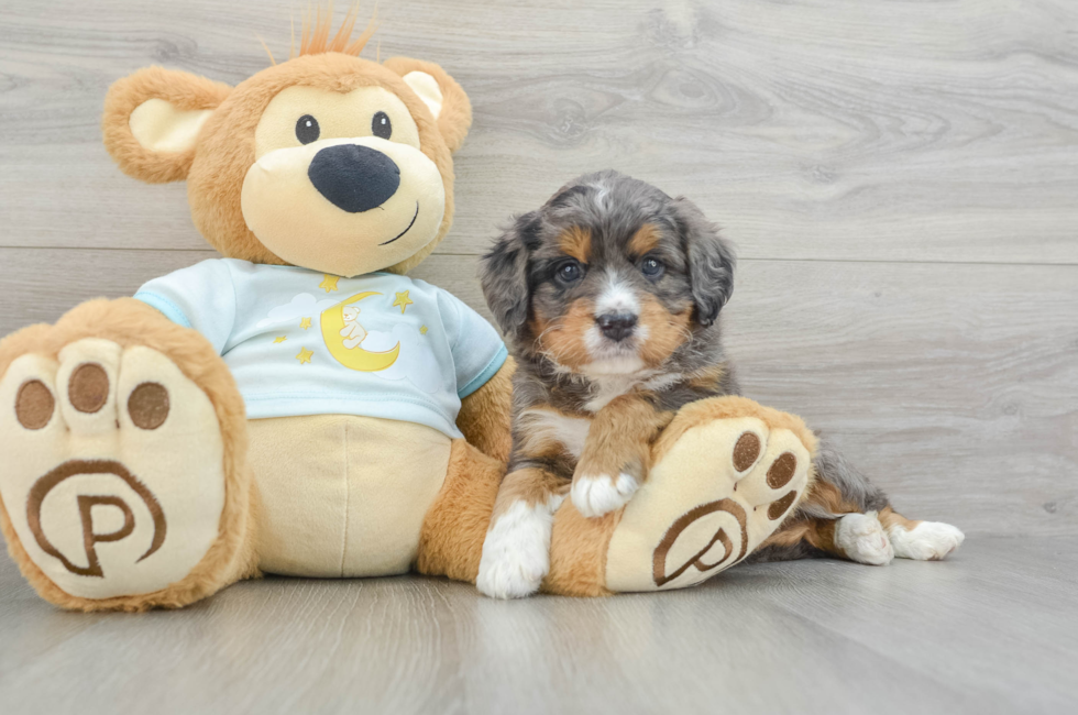 4 week old Mini Bernedoodle Puppy For Sale - Premier Pups