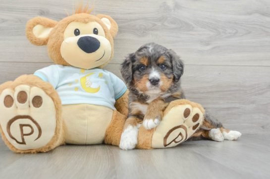 Mini Bernedoodle Pup Being Cute