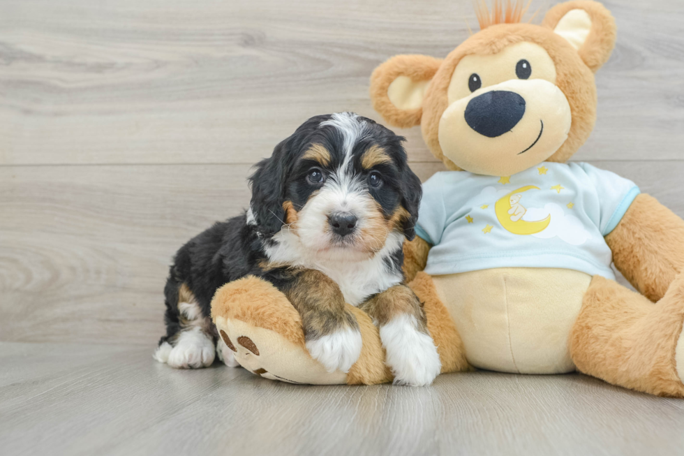 Best Mini Bernedoodle Baby