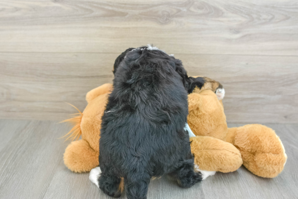 Petite Mini Bernedoodle Poodle Mix Pup