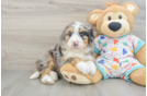 Best Mini Bernedoodle Baby