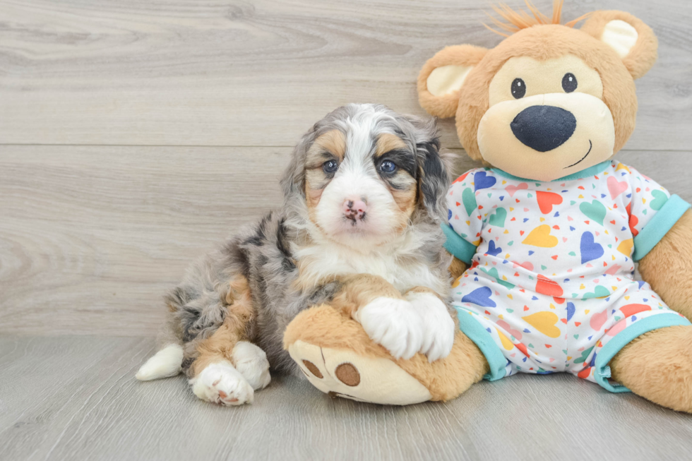 Best Mini Bernedoodle Baby