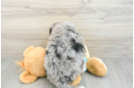 Mini Bernedoodle Pup Being Cute