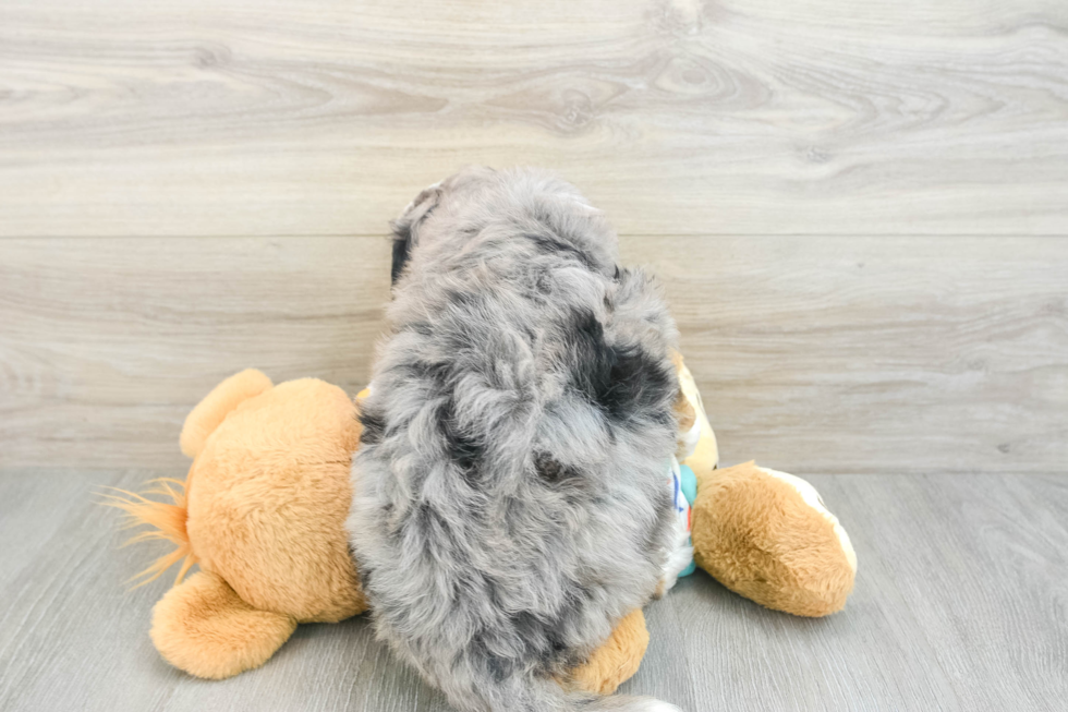 Mini Bernedoodle Pup Being Cute