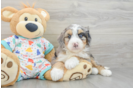 Playful Mini Berniedoodle Poodle Mix Puppy