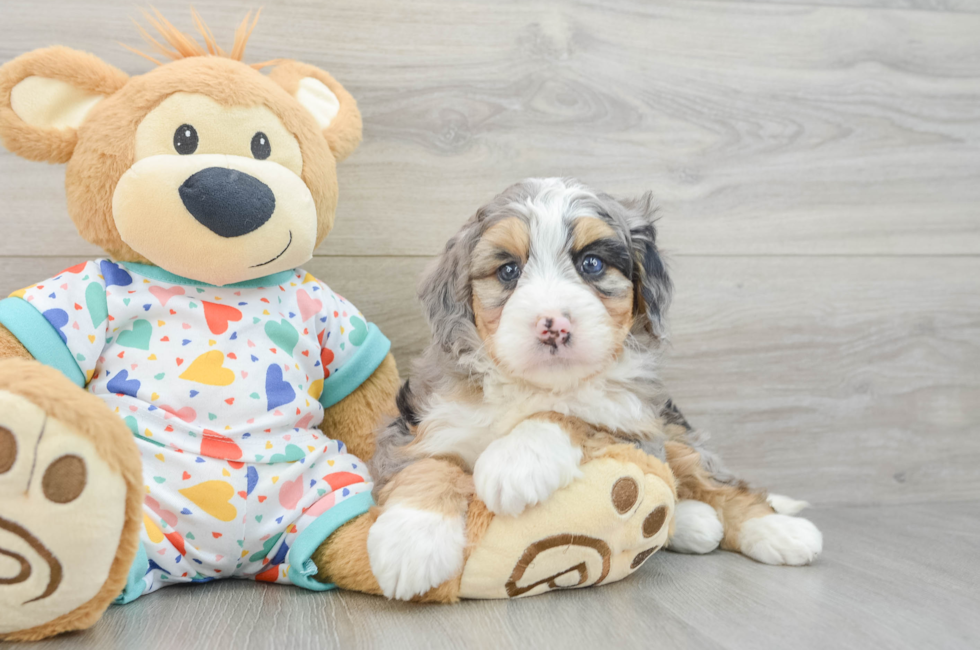 6 week old Mini Bernedoodle Puppy For Sale - Premier Pups