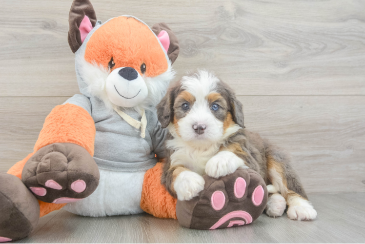 Mini Bernedoodle Pup Being Cute