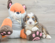 7 week old Mini Bernedoodle Puppy For Sale - Premier Pups