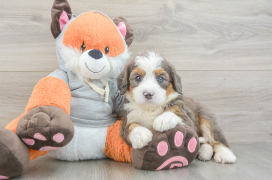 Mini Bernedoodle Pup Being Cute