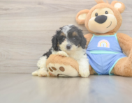 6 week old Mini Bernedoodle Puppy For Sale - Premier Pups