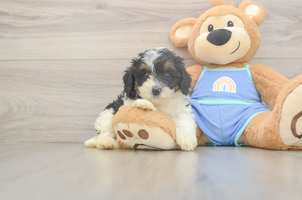 6 week old Mini Bernedoodle Puppy For Sale - Premier Pups