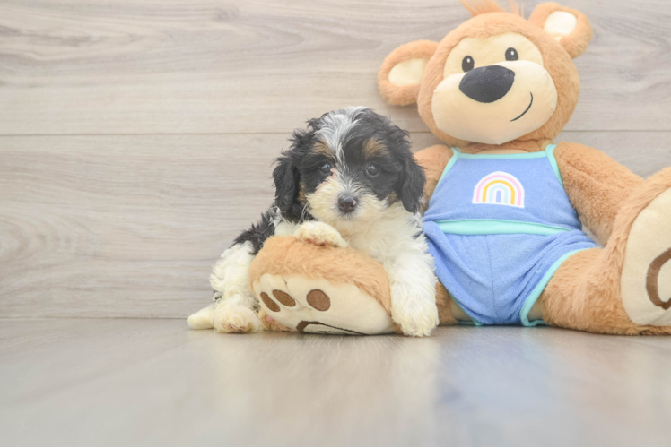 Meet Carrera - our Mini Bernedoodle Puppy Photo  1/3 - Premier Pups Mini Bernedoodle Puppy for Adoption