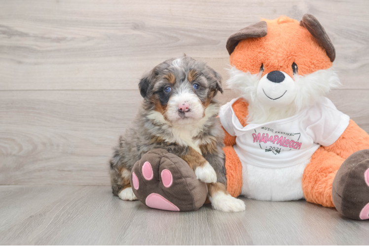 Mini Bernedoodle Pup Being Cute