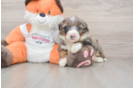 Mini Bernedoodle Pup Being Cute