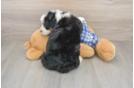 Funny Mini Bernedoodle Poodle Mix Pup
