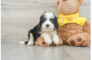 Friendly Mini Bernedoodle Baby