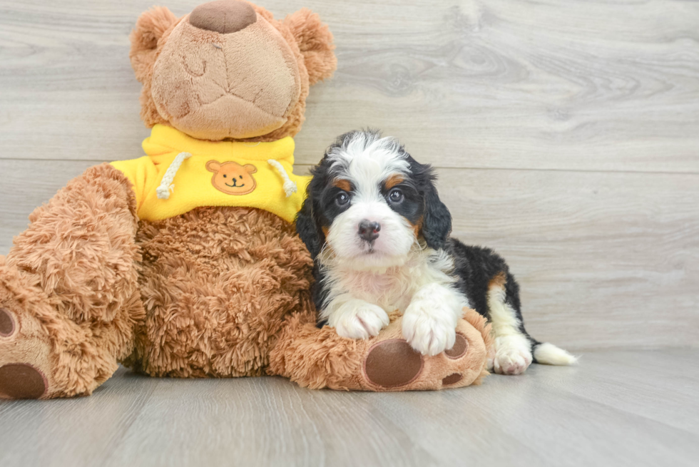 Small Mini Bernedoodle Baby