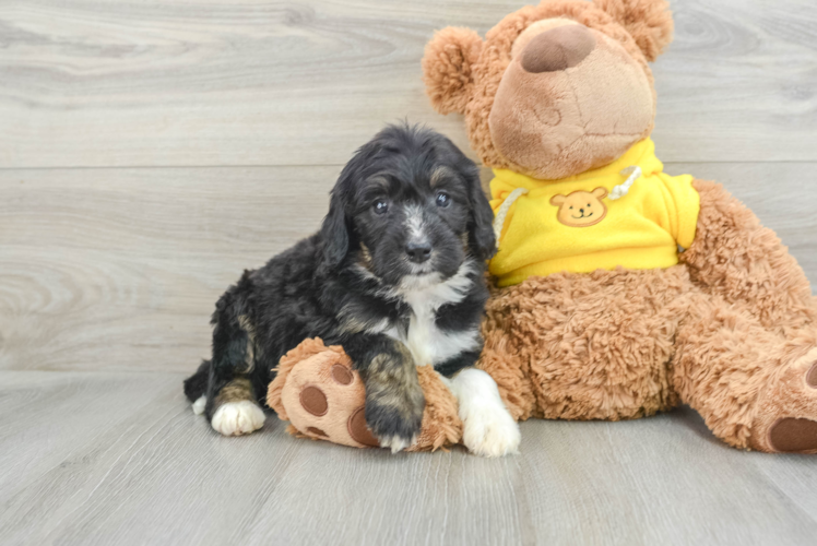 Friendly Mini Bernedoodle Baby