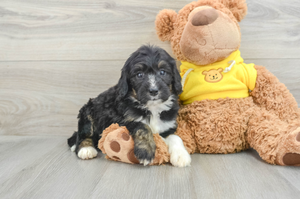 7 week old Mini Bernedoodle Puppy For Sale - Premier Pups