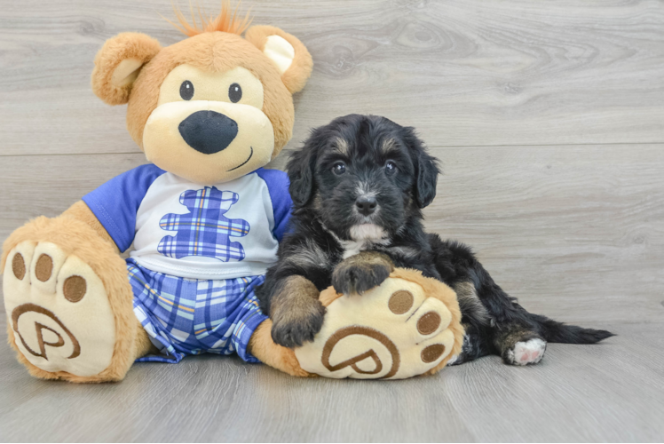 Mini Bernedoodle Pup Being Cute