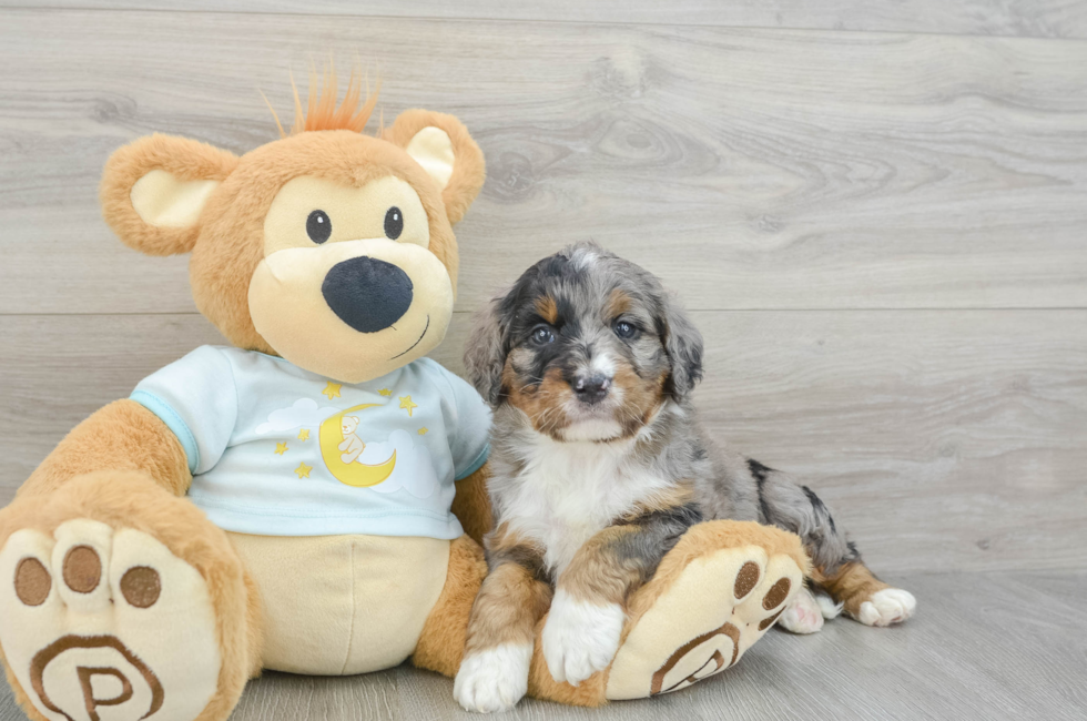 4 week old Mini Bernedoodle Puppy For Sale - Premier Pups