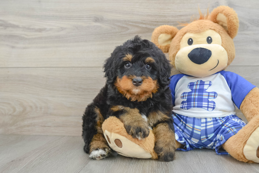 Mini Bernedoodle Pup Being Cute