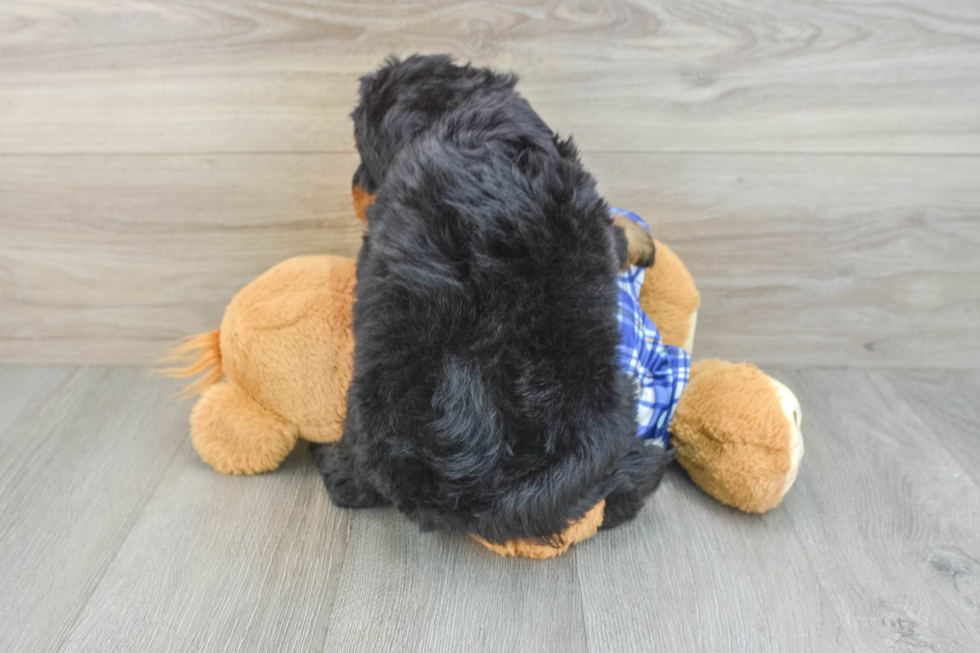 Mini Bernedoodle Puppy for Adoption