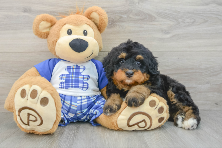 Cute Mini Bernedoodle Baby