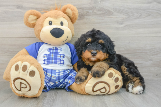 Cute Mini Bernedoodle Baby