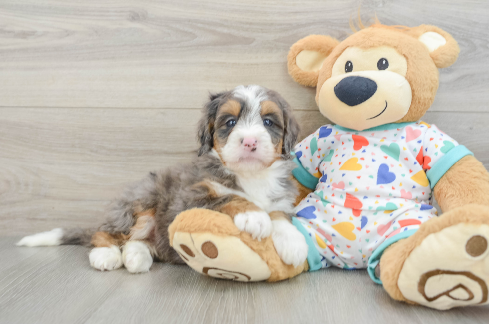 6 week old Mini Bernedoodle Puppy For Sale - Premier Pups