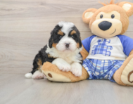 5 week old Mini Bernedoodle Puppy For Sale - Premier Pups