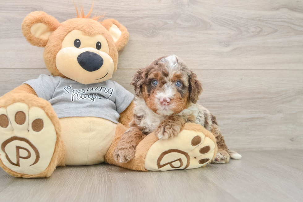 Mini Bernedoodle Puppy for Adoption