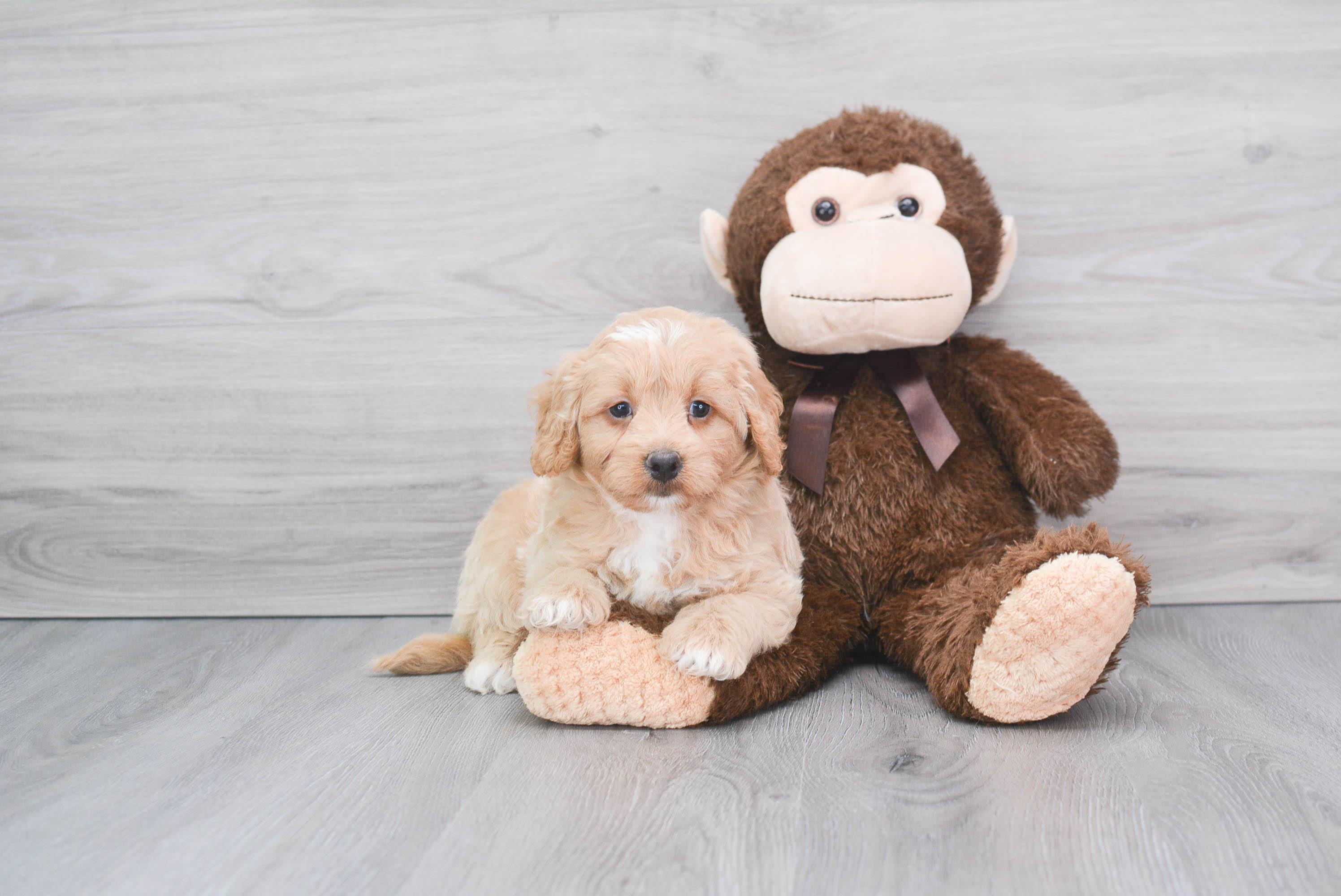 Mini Bernedoodle Puppy for Adoption