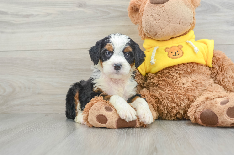 5 week old Mini Bernedoodle Puppy For Sale - Premier Pups