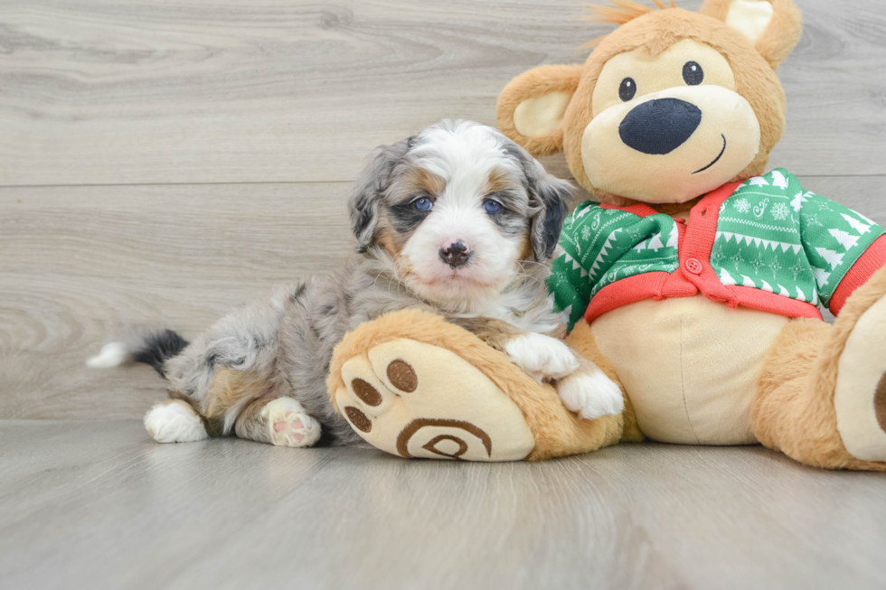 Best Mini Bernedoodle Baby