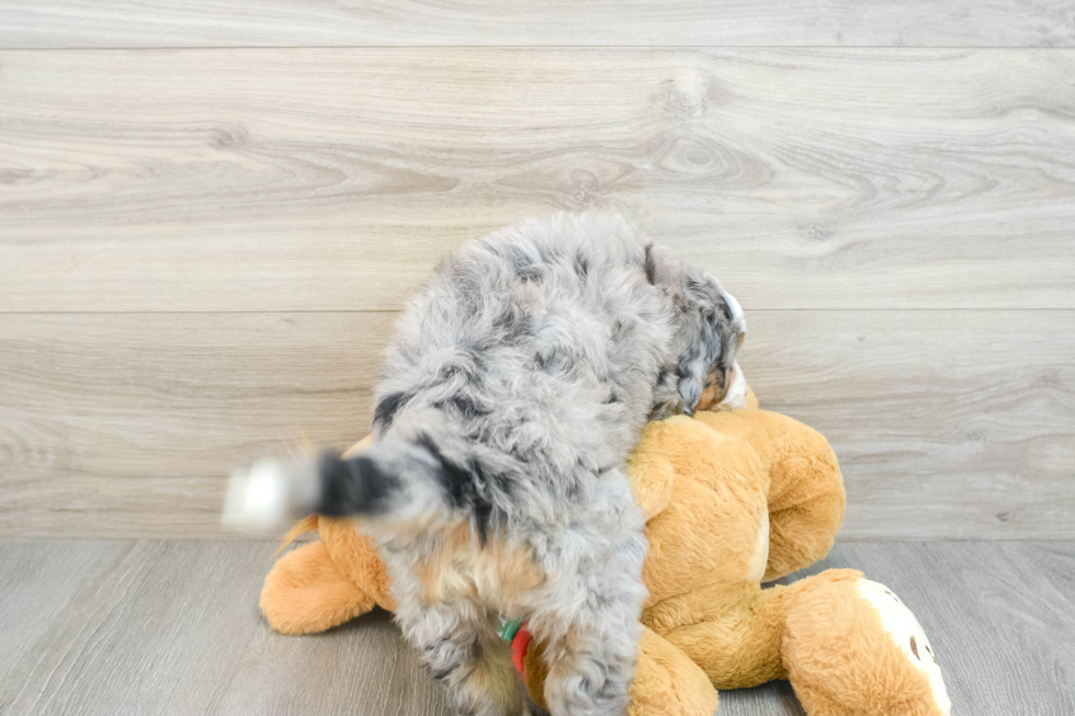 Smart Mini Bernedoodle Poodle Mix Pup