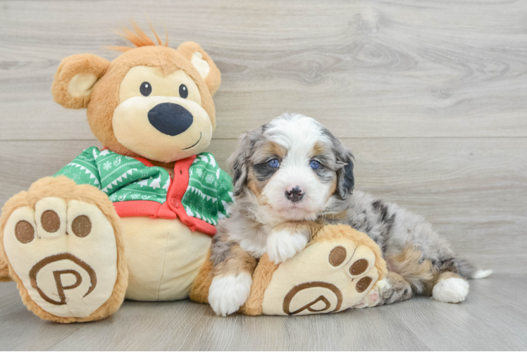 Cute Mini Bernedoodle Baby