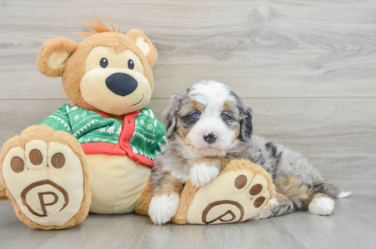 Cute Mini Bernedoodle Baby