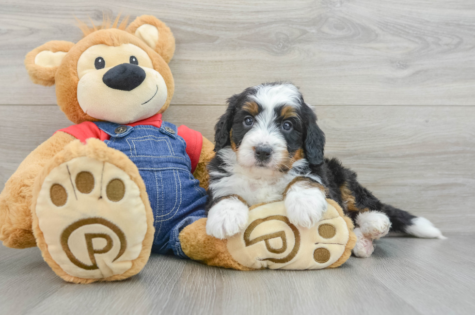 5 week old Mini Bernedoodle Puppy For Sale - Premier Pups