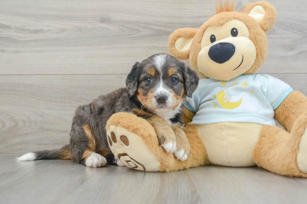 Small Mini Bernedoodle Baby