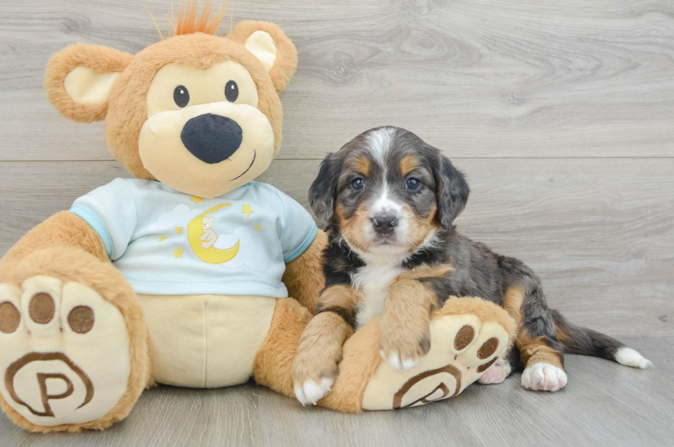 4 week old Mini Bernedoodle Puppy For Sale - Premier Pups