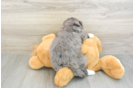 Little Bernadoodle Poodle Mix Puppy