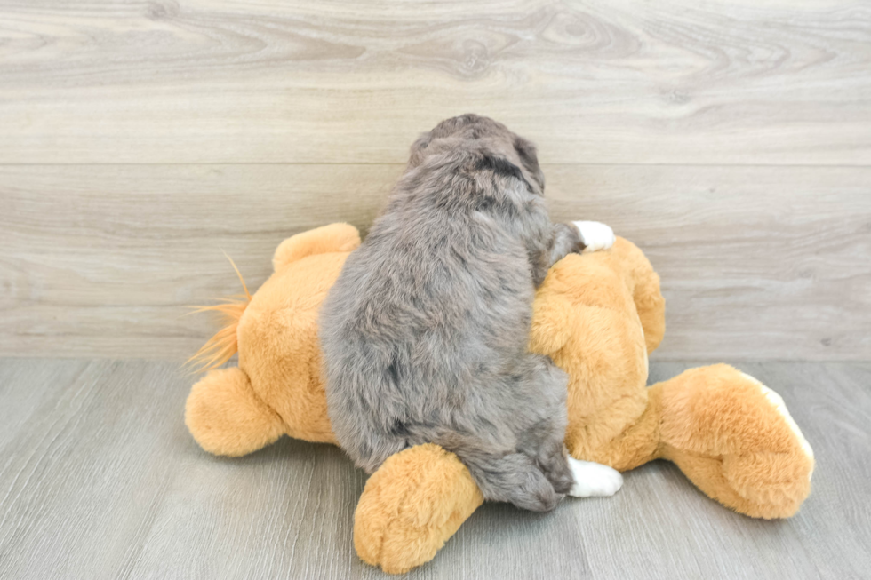 Little Bernadoodle Poodle Mix Puppy