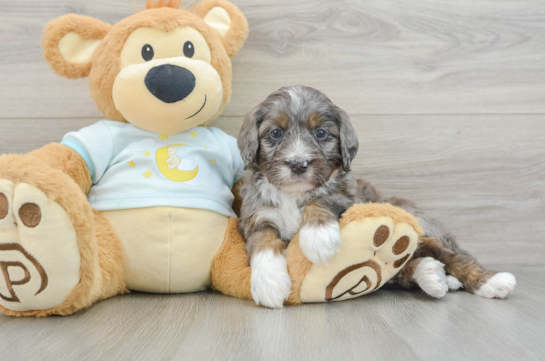 Mini Bernedoodle Pup Being Cute