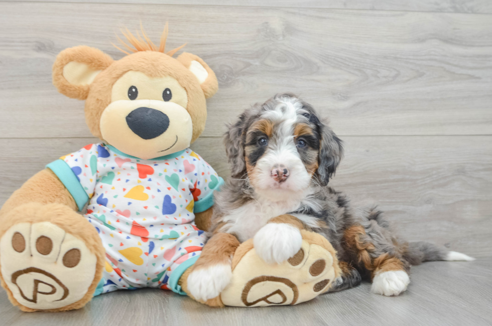 6 week old Mini Bernedoodle Puppy For Sale - Premier Pups