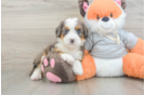 Smart Mini Bernedoodle Poodle Mix Pup