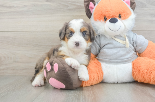 Smart Mini Bernedoodle Poodle Mix Pup