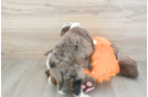 Best Mini Bernedoodle Baby