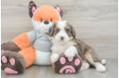 Mini Bernedoodle Puppy for Adoption
