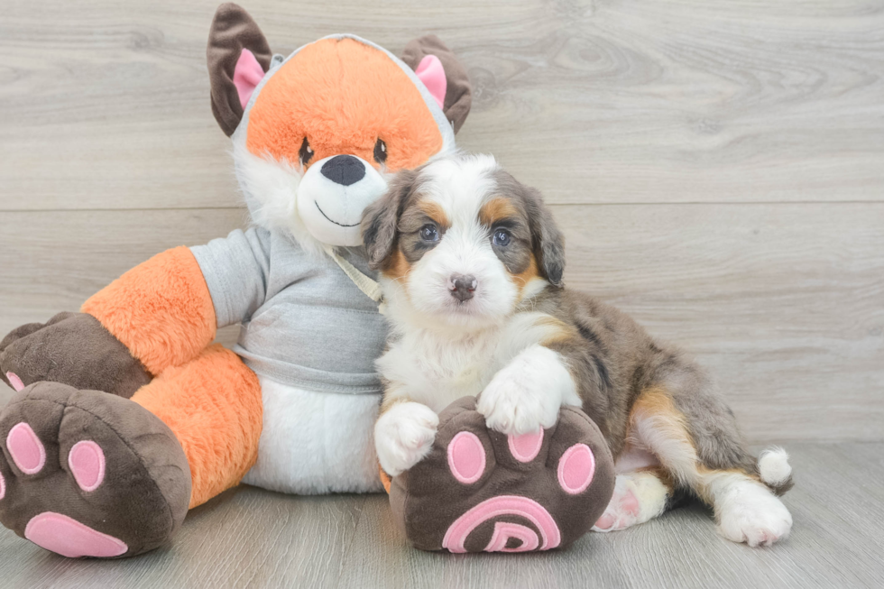 Mini Bernedoodle Puppy for Adoption